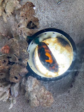 マクセル アクアパーク品川に投稿された画像（2022/4/3）