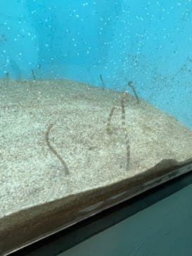 登別マリンパークニクスに投稿された画像（2022/4/3）