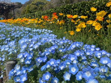 九十九島動植物園森きららに投稿された画像（2022/4/3）