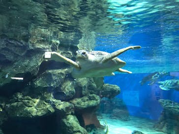 名古屋港水族館に投稿された画像（2022/4/3）