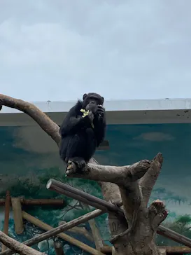 天王寺動物園に投稿された画像（2022/4/3）