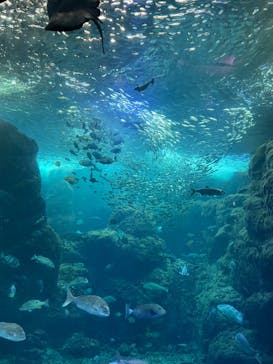 新江ノ島水族館に投稿された画像（2022/4/3）