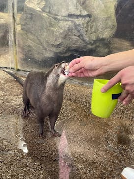 新江ノ島水族館に投稿された画像（2022/4/3）