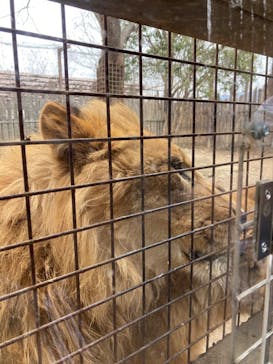 群馬サファリパークに投稿された画像（2022/4/3）