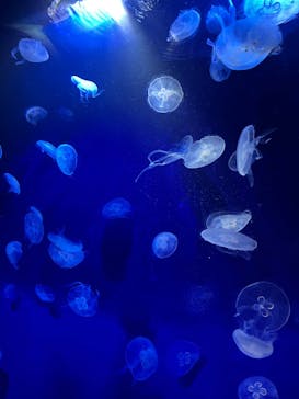 サンシャイン水族館に投稿された画像（2022/4/3）