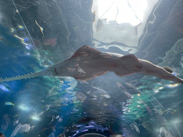 マクセル アクアパーク品川に投稿された画像（2022/4/3）