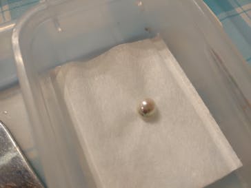 しながわ水族館に投稿された画像（2022/4/3）