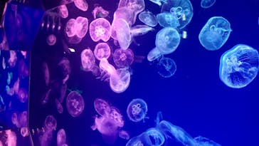 名古屋港水族館に投稿された画像（2022/4/3）