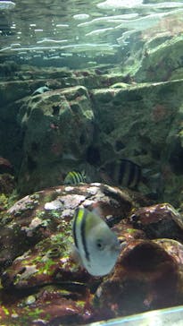 名古屋港水族館に投稿された画像（2022/4/3）