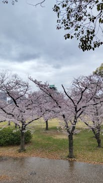 大阪城公園 西の丸庭園に投稿された画像（2022/4/3）