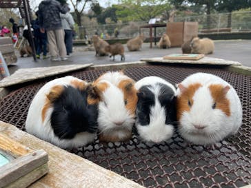 伊豆アニマルキングダムに投稿された画像（2022/4/3）