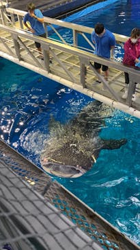 沖縄美ら海水族館に投稿された画像（2022/4/3）