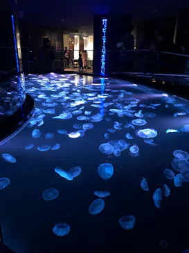 すみだ水族館に投稿された画像（2022/4/3）