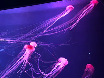 すみだ水族館に投稿された画像（2022/4/3）