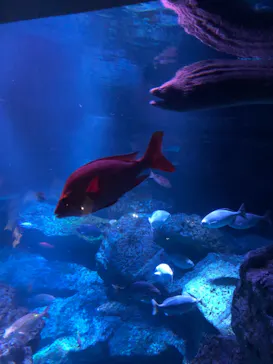 すみだ水族館に投稿された画像（2022/4/3）