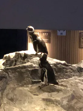 すみだ水族館に投稿された画像（2022/4/3）