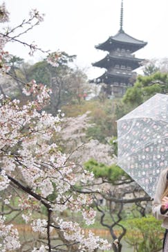 三溪園に投稿された画像（2022/4/3）