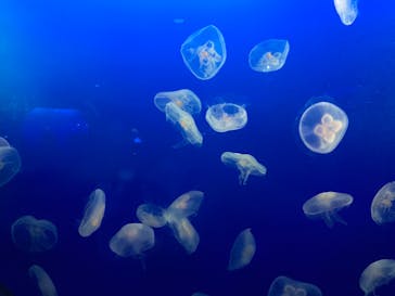 新江ノ島水族館に投稿された画像（2022/4/3）