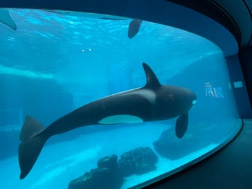 名古屋港水族館に投稿された画像（2022/4/3）
