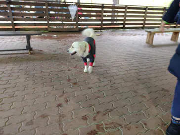 わんダフルネイチャーヴィレッジに投稿された画像（2022/4/3）