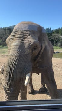 秋吉台自然動物公園 サファリランドに投稿された画像（2022/4/3）