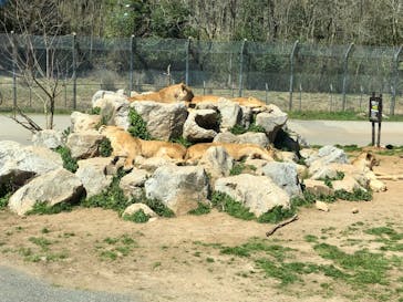 秋吉台自然動物公園 サファリランドに投稿された画像（2022/4/3）