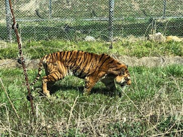 秋吉台自然動物公園 サファリランドに投稿された画像（2022/4/3）
