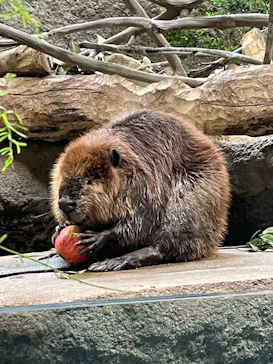 神戸どうぶつ王国に投稿された画像（2022/4/3）