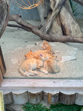 神戸どうぶつ王国に投稿された画像（2022/4/3）