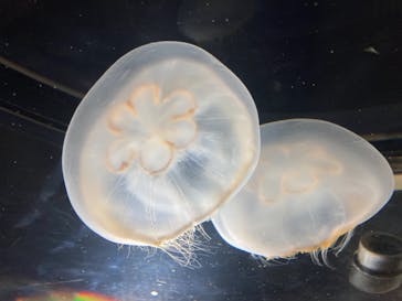 名古屋港水族館に投稿された画像（2022/4/3）