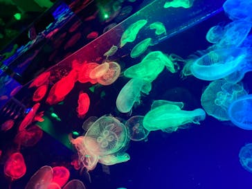 名古屋港水族館に投稿された画像（2022/4/3）