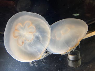 名古屋港水族館に投稿された画像（2022/4/3）