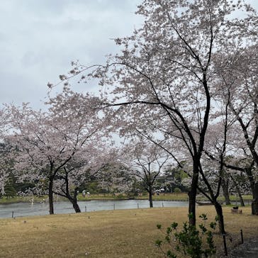 三溪園に投稿された画像（2022/4/3）