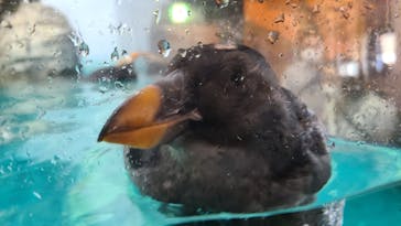 アクアワールド茨城県大洗水族館に投稿された画像（2022/4/3）