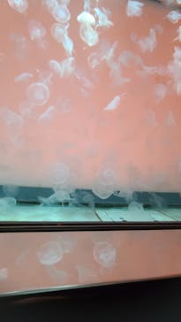 アクアワールド茨城県大洗水族館に投稿された画像（2022/4/3）