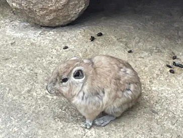 神戸どうぶつ王国に投稿された画像（2022/4/3）
