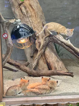 神戸どうぶつ王国に投稿された画像（2022/4/3）