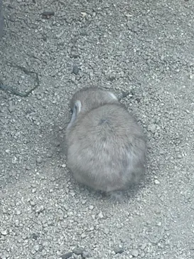 神戸どうぶつ王国に投稿された画像（2022/4/3）