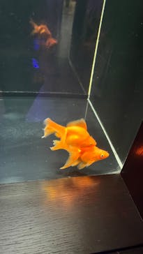 横浜開運水族館 フォーチュンアクアリウムに投稿された画像（2022/4/3）