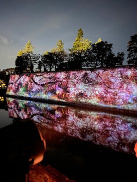 NAKED FLOWERS 2022 -桜- 世界遺産・二条城に投稿された画像（2022/4/3）