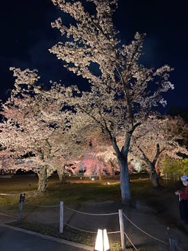 NAKED FLOWERS 2022 -桜- 世界遺産・二条城に投稿された画像（2022/4/3）