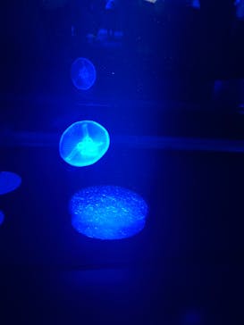 京都水族館に投稿された画像（2022/4/3）