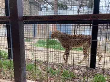 群馬サファリパークに投稿された画像（2022/4/3）