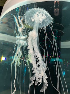 マクセル アクアパーク品川に投稿された画像（2022/4/3）