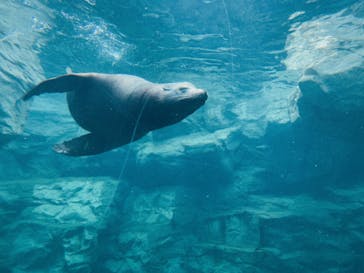 鴨川シーワールドに投稿された画像（2022/4/3）