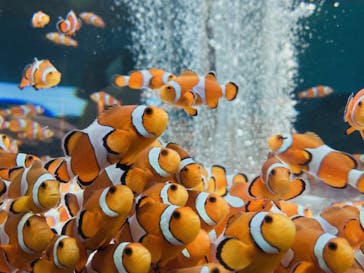 鴨川シーワールドに投稿された画像（2022/4/3）