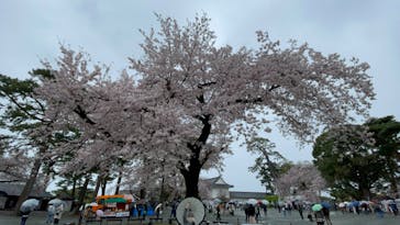 小田原城に投稿された画像（2022/4/3）