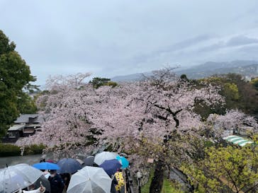小田原城に投稿された画像（2022/4/3）