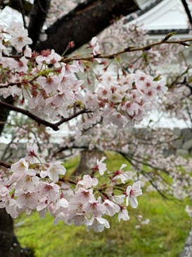 小田原城に投稿された画像（2022/4/3）