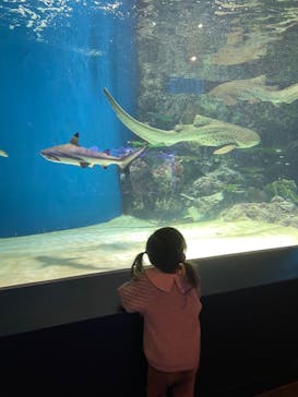 マクセル アクアパーク品川に投稿された画像（2022/4/3）